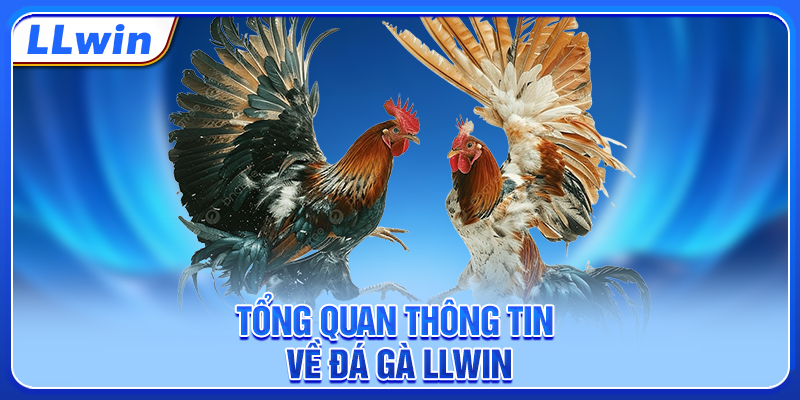 Tổng quan thông tin về đá gà LLWIN Tổng quan thông tin về đá gà LLWIN